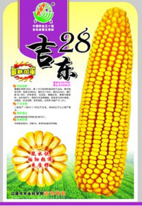 吉東28號 吉東28號