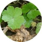 毛柄天胡荽 毛柄天胡荽