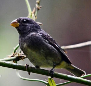 巴西食籽雀 巴西食籽雀