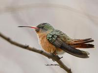 桂紅蜂鳥 桂紅蜂鳥