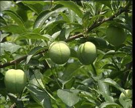 中熟杏李 中熟杏李