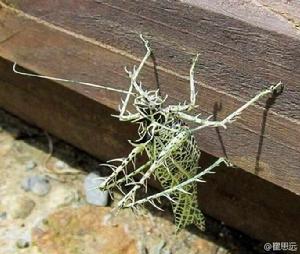 地衣螽斯 地衣螽斯