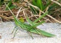 錐尾亞目 錐尾亞目