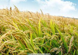 蓮匯2號 蓮匯2號