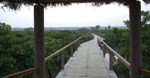 山口紅樹林生態自然保護區