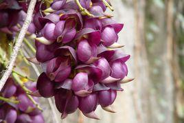 清遠牛魚嘴風景區 清遠牛魚嘴風景區