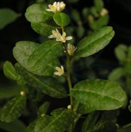 酒餅簕屬 酒餅簕屬