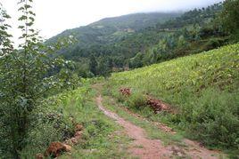 岩頭自然村[雲南省昭通永善縣伍寨鄉伍寨村委岩頭自然村]