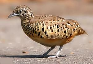 三趾鶉科 Turnicidae 有2屬16種。廣布於舊大陸溫熱帶地區。我國有3種。小型鳥類，體型和習性接近雞類但嘴細長而下彎。體型似鵪鶉。多數缺少後趾，只有三個前趾。一雌多雄制，雌鳥體型較大，羽色較鮮艷，向雄鳥求偶，雄鳥孵卵。