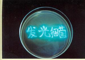 發光細菌
