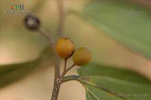 黃果朴（朴樹）