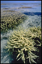 （圖）在大堡礁白化了的珊瑚礁。珊瑚白化是由海水水溫升高所引起。氣候變化所造成的大規模破壞，可見於此。