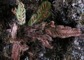 黑邊鐵角蕨 黑邊鐵角蕨