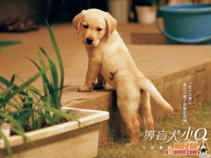 薩摩耶德犬