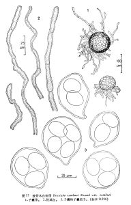 接骨木白粉菌 接骨木白粉菌