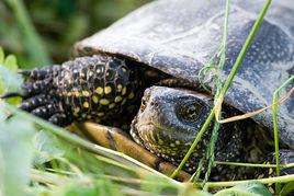 歐洲澤龜 歐洲澤龜