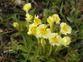 高升春黃菊葉馬先蒿 高升春黃菊葉馬先蒿