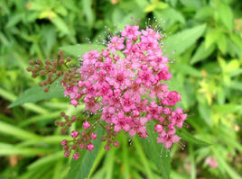 粉花繡線菊橢圓葉變種 粉花繡線菊橢圓葉變種