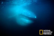小藍鯨系列圖片