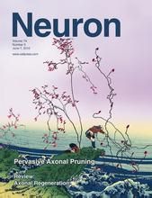 《神經元》 《神經元》