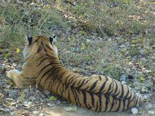 黑龍江哈爾濱東北虎林園