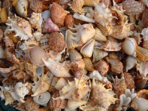 異食扭索螺 異食扭索螺