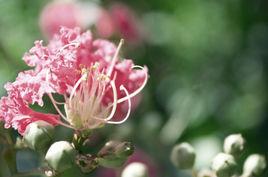 徐州市市花 徐州市市花