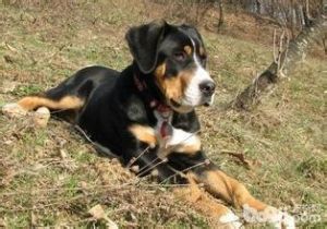 大瑞士山地犬 大瑞士山地犬