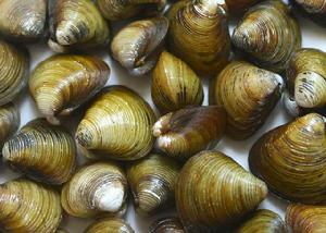 洪澤湖河蜆 洪澤湖河蜆