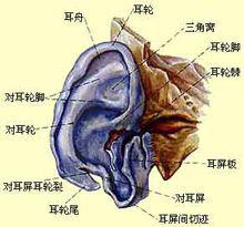 耳朵[聽覺器官]