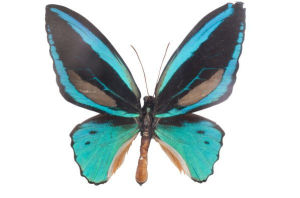 藍綠鳥翼鳳蝶 藍綠鳥翼鳳蝶