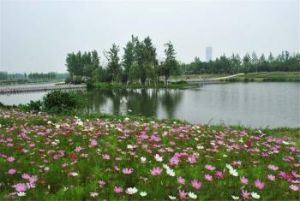 合肥方興湖公園 合肥方興湖公園