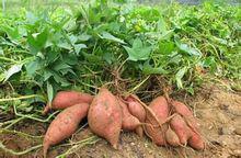 吳川[廣東省轄縣級市]