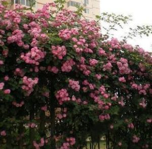 毛茛亞族 毛茛亞族