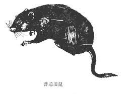 溝牙田鼠 溝牙田鼠