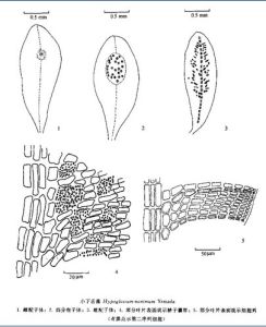 小下舌藻 小下舌藻