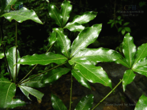 尖葉新木姜子 尖葉新木姜子