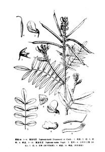 銀灰毛豆 銀灰毛豆