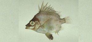 日本五棘鯛 日本五棘鯛