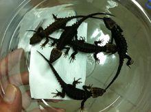 紅眼鷹蜥在水中