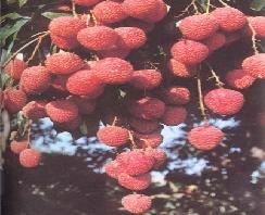 根子荔枝文化旅遊區