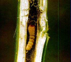 （圖）畸腿半鞘天牛