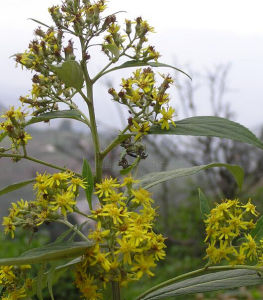 滇南合耳菊 滇南合耳菊