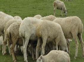 達日罕烏拉蘇木肉羊