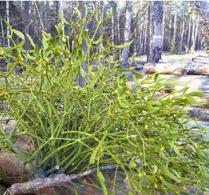 雲南槲寄生 雲南槲寄生