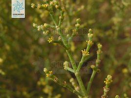 無葉假木賊 無葉假木賊