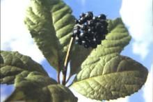 闊葉蜀五加(變種) 闊葉蜀五加(變種)