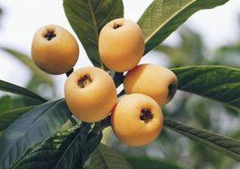 龍泉驛枇杷 龍泉驛枇杷