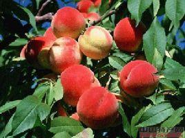 蘭州香桃 蘭州香桃