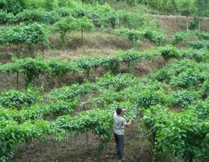 印奇果的坡地種植